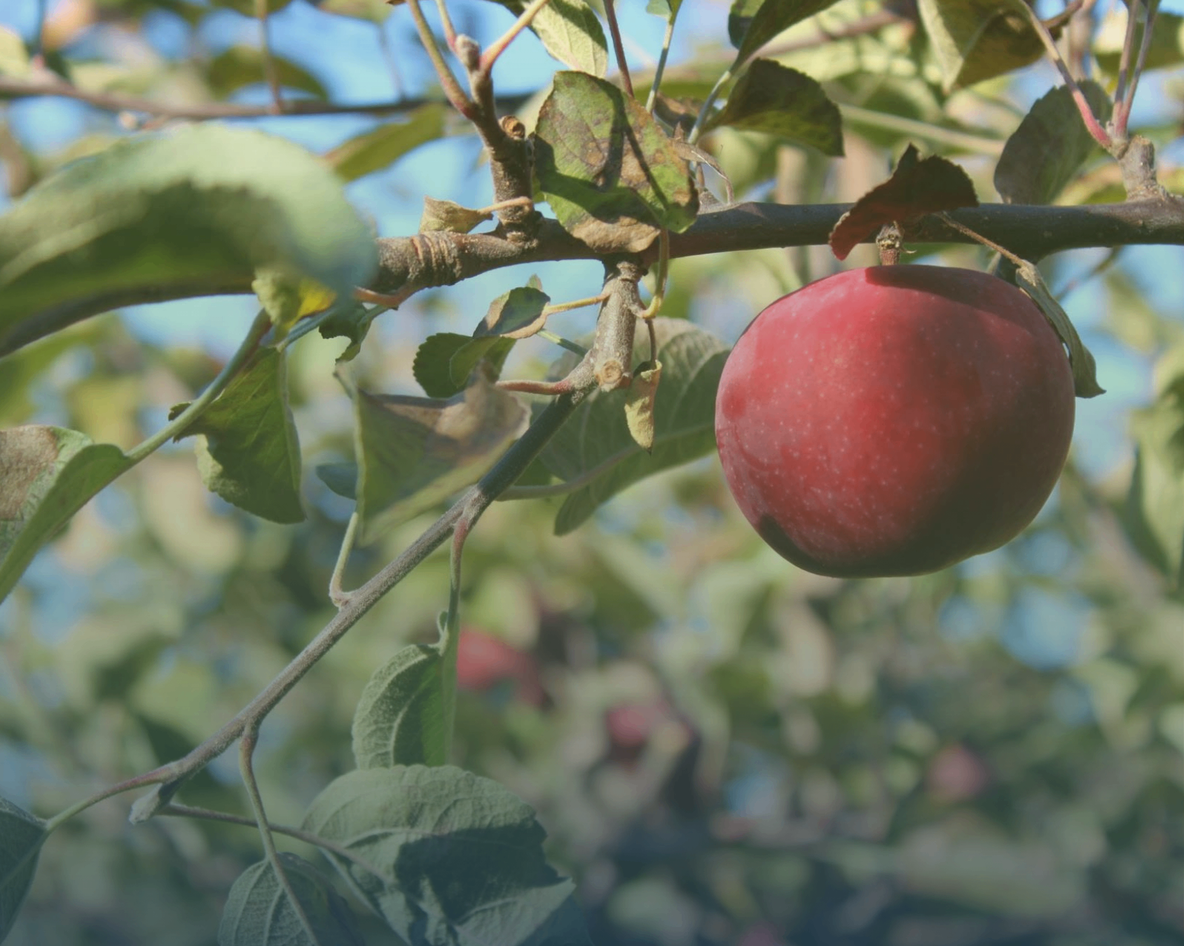 Food forests, edible landscaping & community gardens